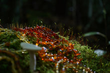 Load image into Gallery viewer, Baltic Amber Stretchy Bracelets