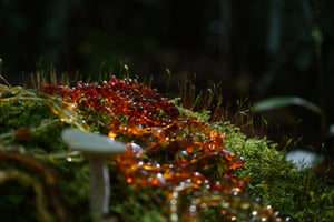 Baltic Amber Stretchy Bracelets